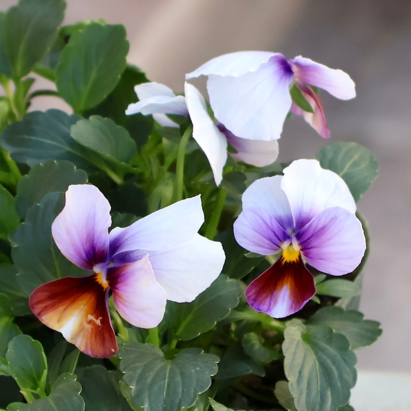 画像の現品1点限り☆ゲブラさん育種の個性派ビオラ「アマゾネス」56番