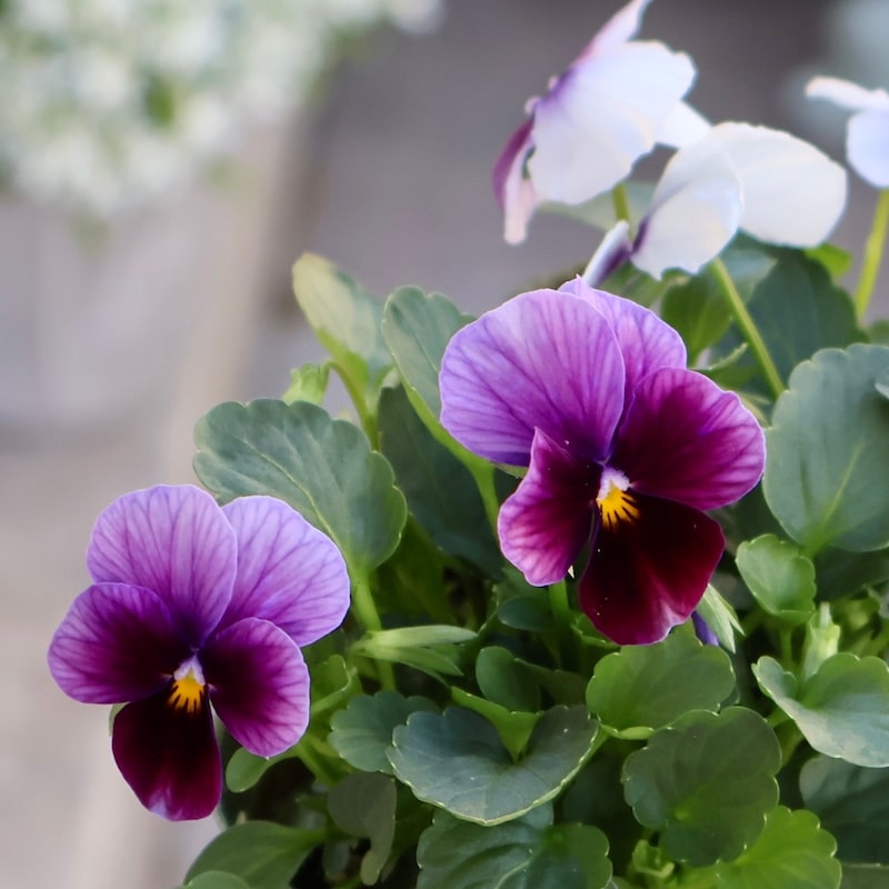 画像の現品1点限り☆ゲブラさん育種の個性派ビオラ「アマゾネス」56番