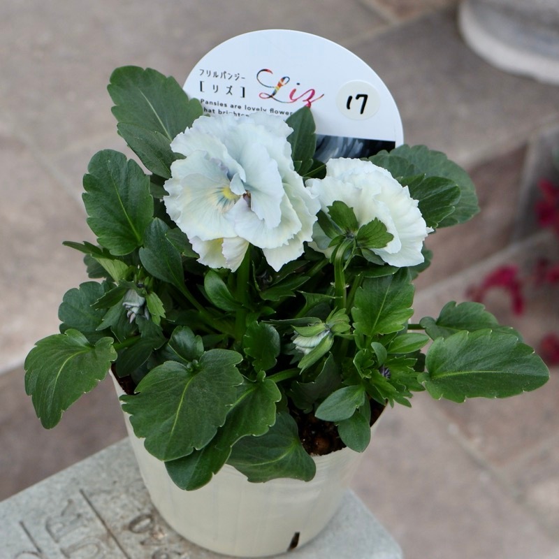 超希少☆限定入荷の試作品種《画像の現品1点限り》フリルパンジー