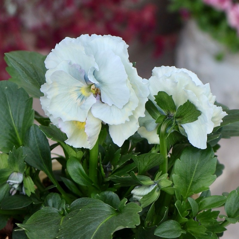 超希少☆限定入荷の試作品種《画像の現品1点限り》フリルパンジー