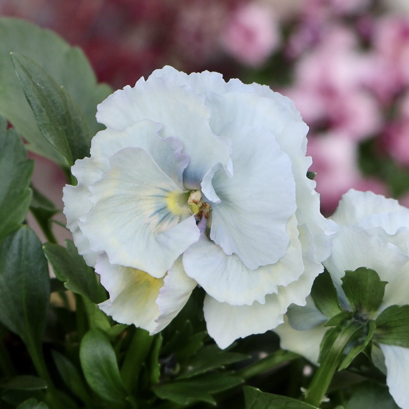 超希少☆限定入荷の試作品種《画像の現品1点限り》フリルパンジー