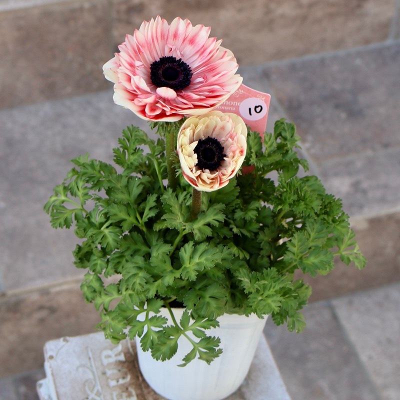 欲しい色が買える!!《画像の現品1点限り》八重咲きアネモネ「momo(もも
