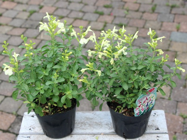 チェリーセージ イエロー 3 5号ポット