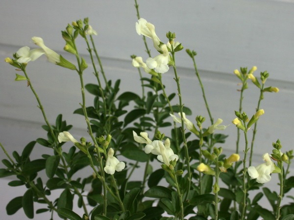 チェリーセージ「イエロー」(3.5号ポット)