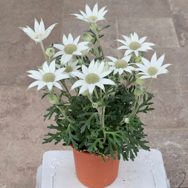 立派な大株のフランネルフラワー「フェアリーホワイト」(4号鉢物仕立て)