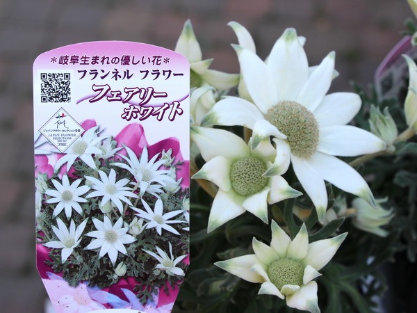 フランネル　フラワー　フェアリーホワイト8号特大苗木　最高等級 フランネルフラワー 『フェアリーホワイト』 | すべての商品
