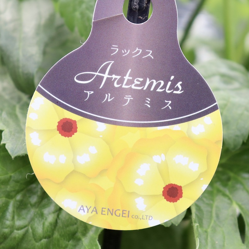 花らっきょ様 ♡リクエスト2点 ✨まとめ商品✨ありがとうございます♪☀️ 21_000000002785.jpg?1739418250