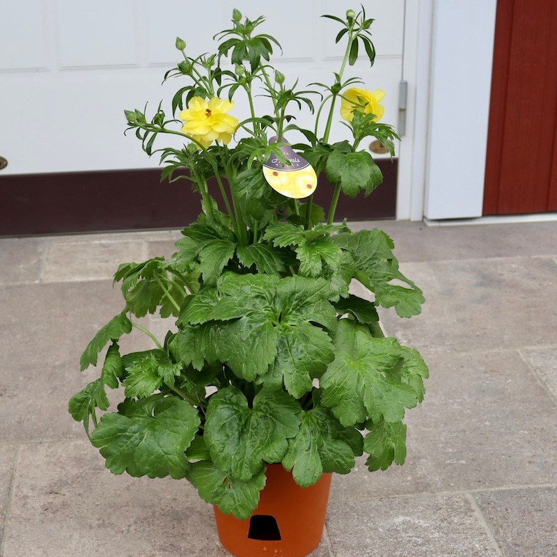 画像(最後の3枚)の現品1点限り☆超特大☆ラナンキュラス・ラックス