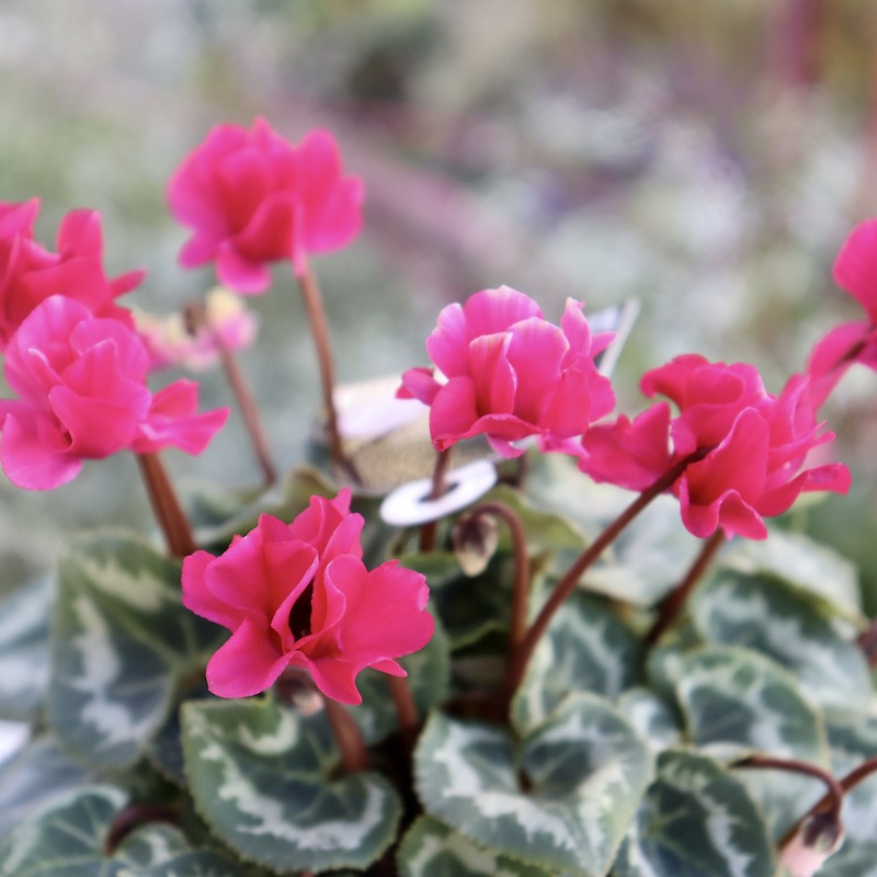 【No.261】キラッキラシリーズ ハート 赤 ピンク ビジュー グラデ シクラメン アロハ | 株式会社ハクサン｜花や植物、園芸資材を取扱う