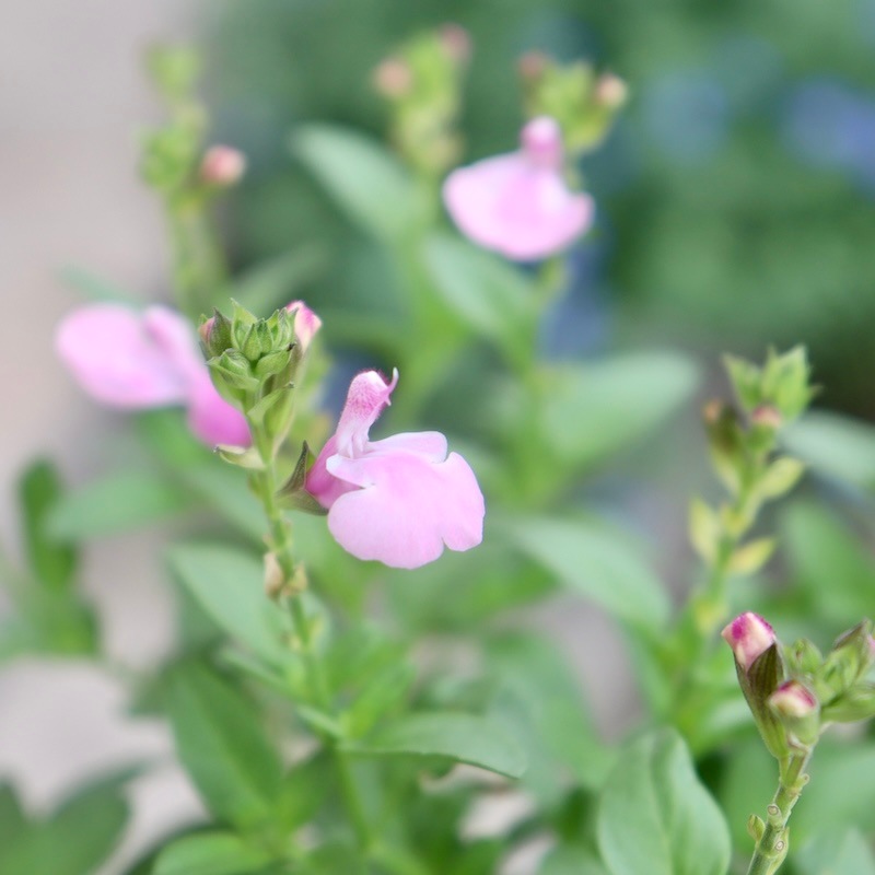 綺麗な開花株入荷♪サルビア・ミラージュ「ソフトピンク」(3.5号