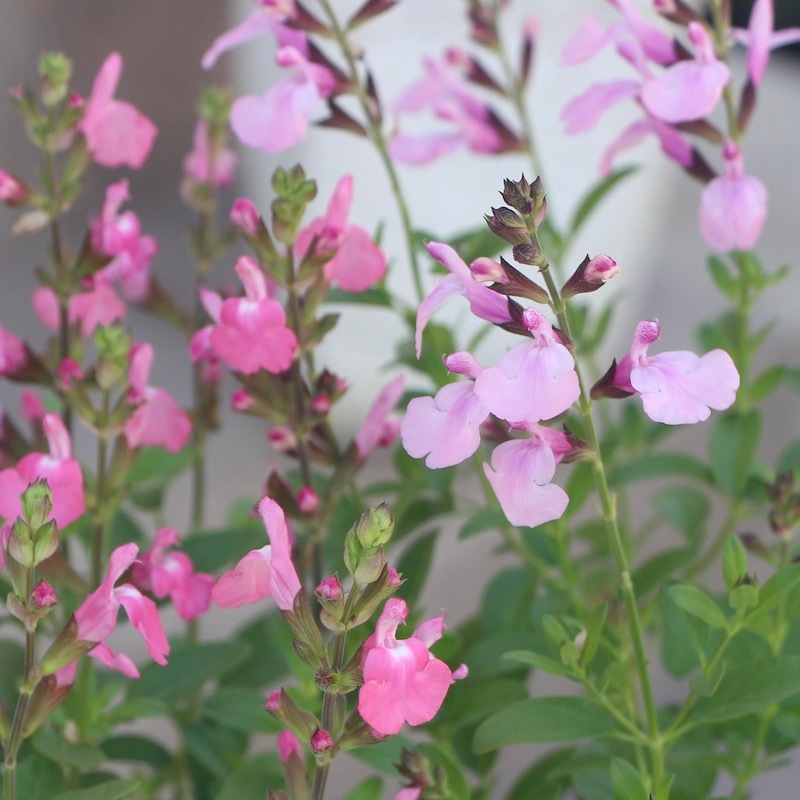 綺麗な開花株入荷♪サルビア・ミラージュ「ソフトピンク」(3.5号ポット)