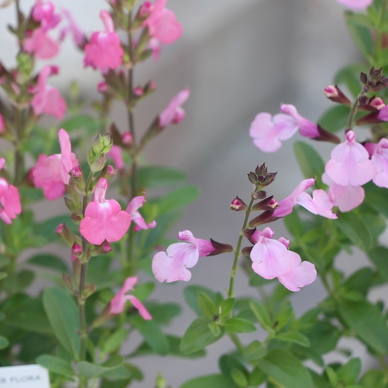 サルビア ミラージュ ソフトピンク ハーブ１苗 サルビア：ミラージュ ソフトピンク4号ポット の通販 | 園芸ネット