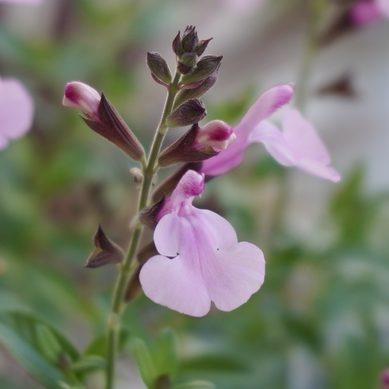 綺麗な開花株入荷♪サルビア・ミラージュ「ソフトピンク」(3.5号ポット)