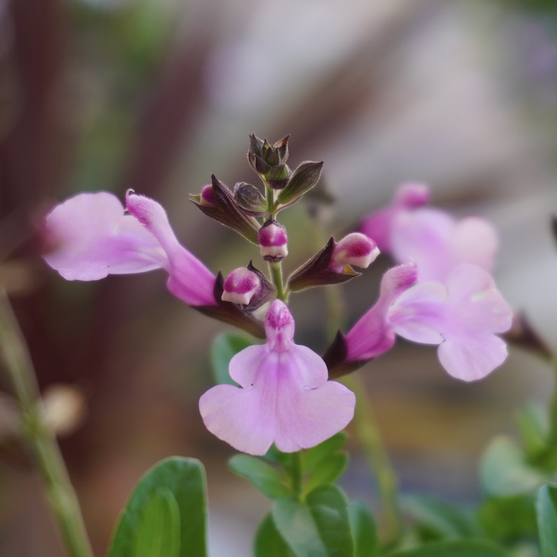 サルビア ミラージュ ソフトピンク ハーブ１苗 サルビア：ミラージュ ソフトピンク4号ポット の通販 | 園芸ネット