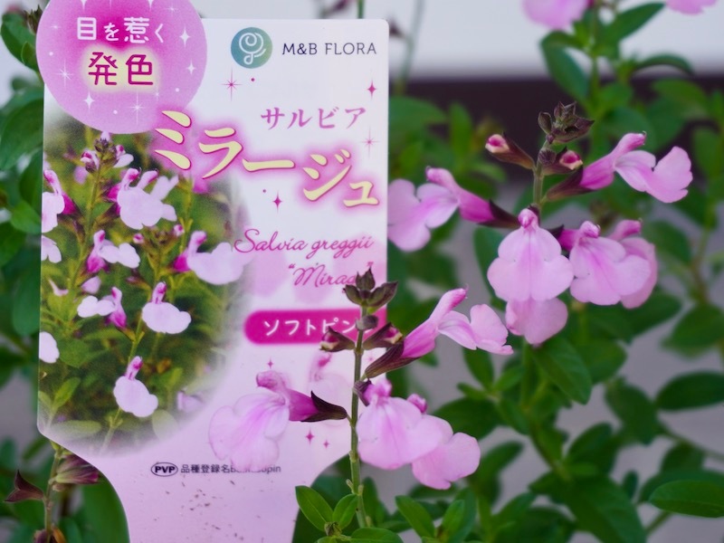 サルビア ミラージュ ソフトピンク ハーブ１苗 園芸ネット本店｜サルビア：ミラージュ ソフトピンク3.5号ポット の