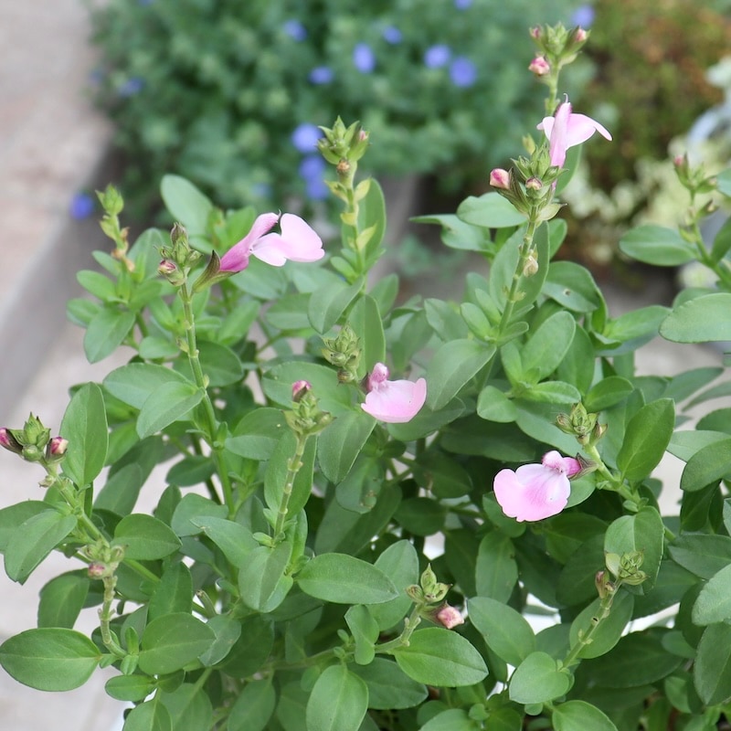 綺麗な開花株入荷♪サルビア・ミラージュ「ソフトピンク」(3.5号ポット)