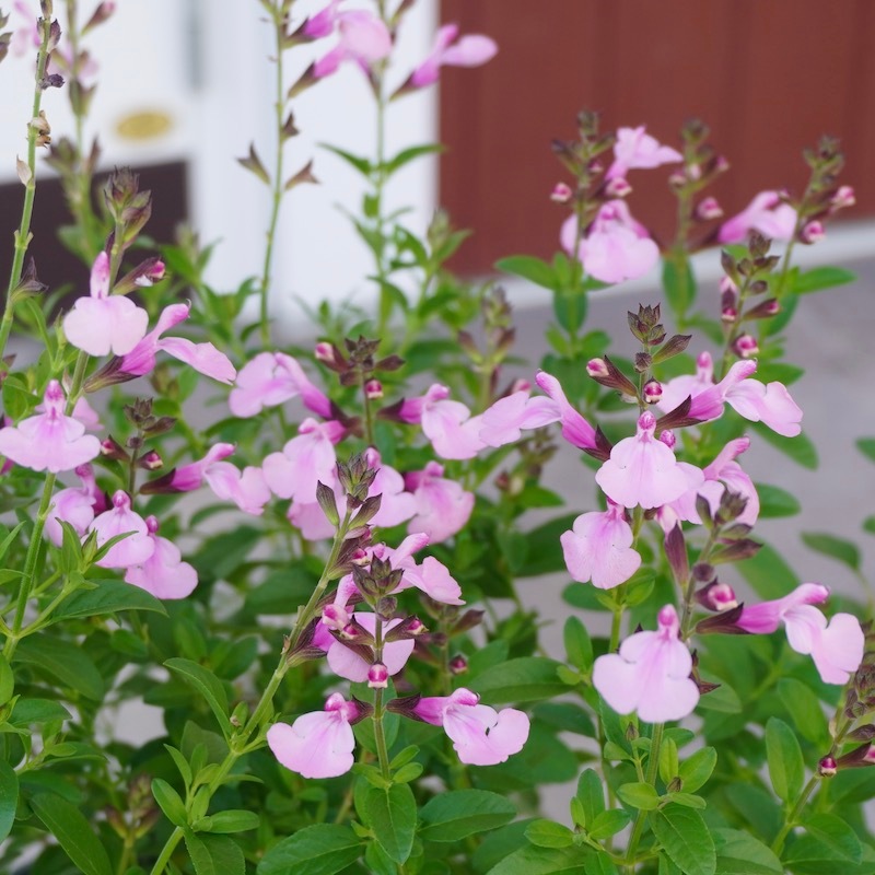 綺麗な開花株入荷♪サルビア・ミラージュ「ソフトピンク」(3.5号