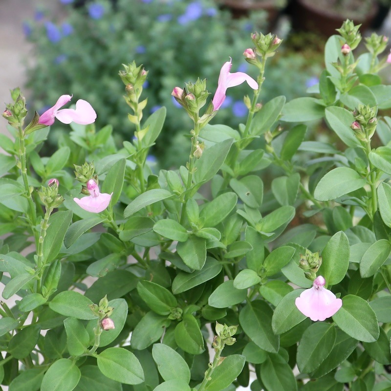 綺麗な開花株入荷♪サルビア・ミラージュ「ソフトピンク」(3.5号ポット)