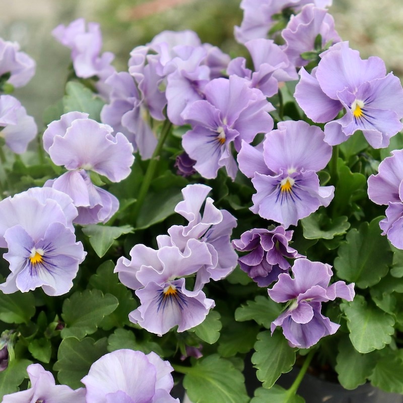 びおら様ご予約品 桂楓園 ブルーパンビオ3苗 マジックアワー パスフリ