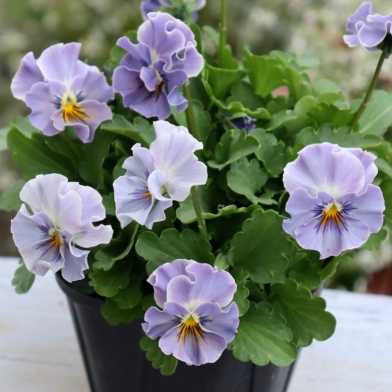 桂楓園　ビオラマジックアワー　希少３苗セット　ブルー　ビオラレディ 桂楓園 ビオラマジックアワー 希少3苗セット ブルー ビオラレディ