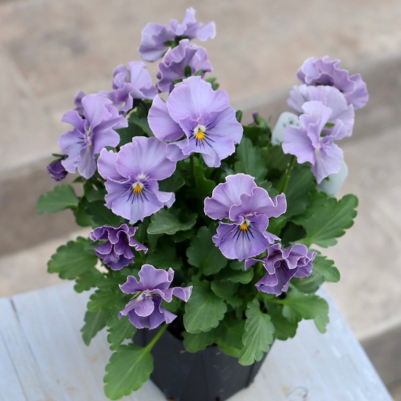 画像で花色を選べる!! 超良株☆桂楓園さんのビオラ「パスフリ」ブルー