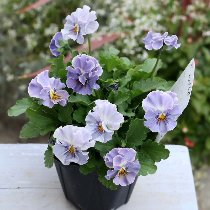 びおら様ご予約品　桂楓園　ブルーパンビオ3苗　マジックアワー　パスフリ　タグ付き びおら様ご予約品 桂楓園 ブルーパンビオ3苗 マジックアワー パスフリ