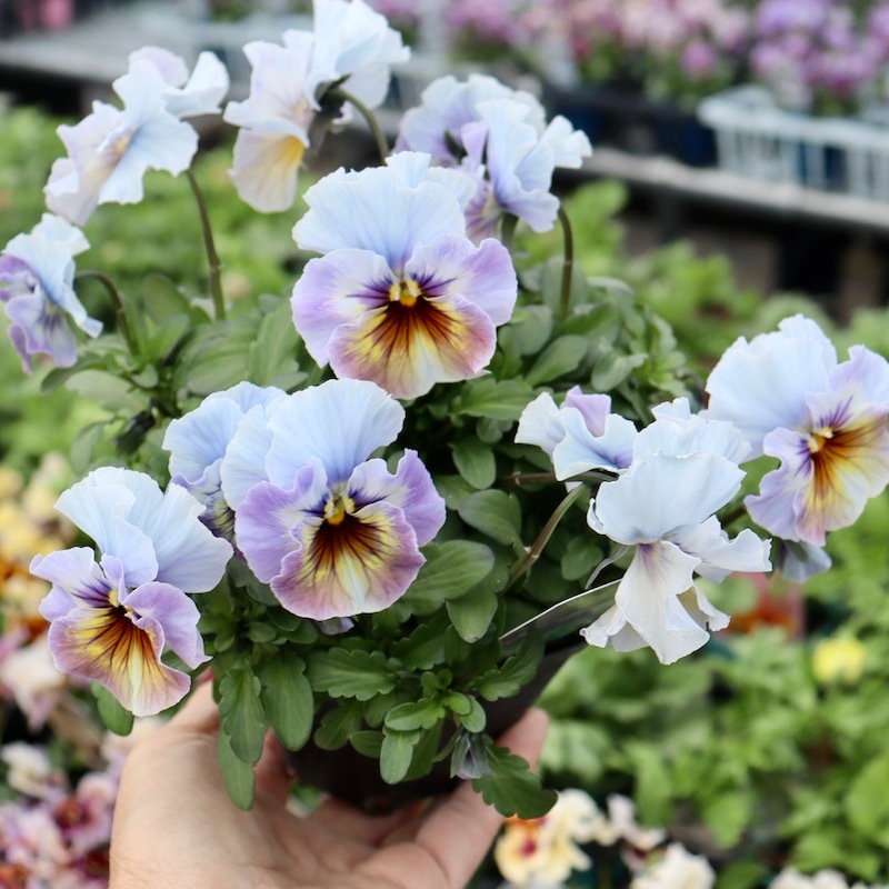 画像の現品1点限り!! 超良株☆桂楓園さんのパンジー「フェデネージュ