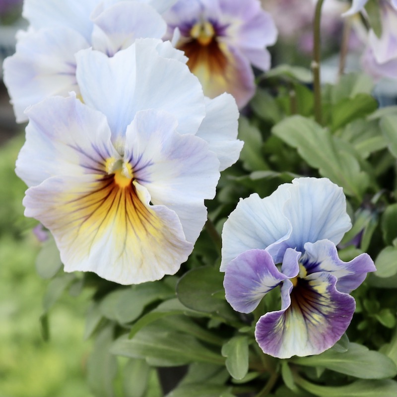 画像の現品1点限り!! 超良株☆桂楓園さんのパンジー「フェデネージュ