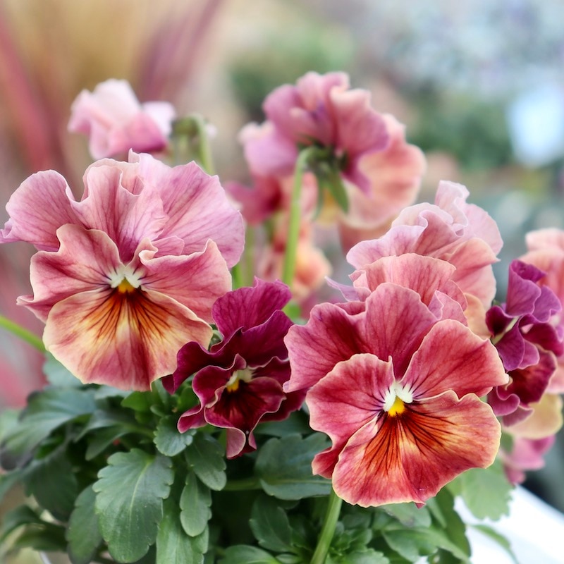 現品1点限り☆花日和さんのフリル咲きパンジー「シエルブリエ」＜SP4＞