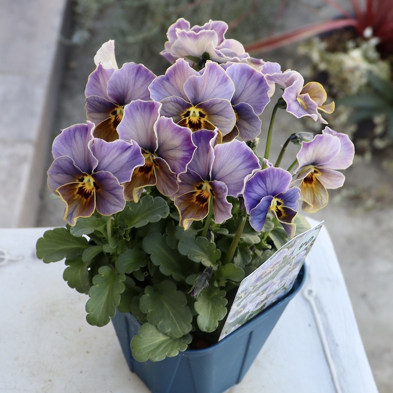 画像の現品1点限り!!サトウ園芸さんのビオラ・ヌーヴェルヴァーグ