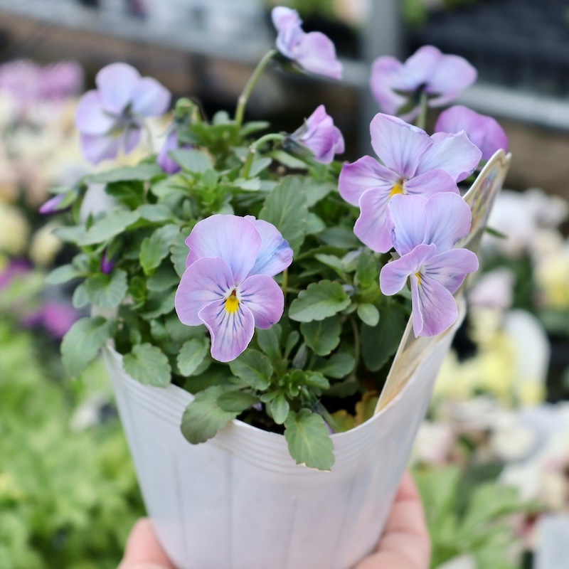 今年も入荷♪すごく綺麗☆高知・植田さんのビオラ☆試験品種〈24-2〉