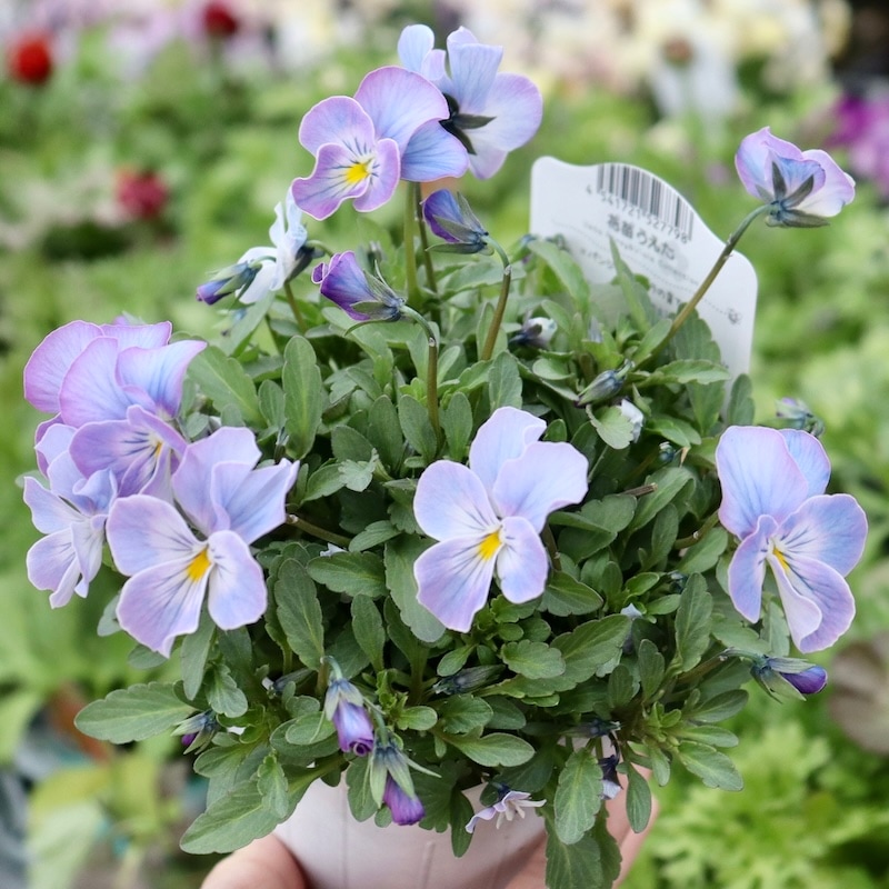 ぜひお試しを♪高知・植田さんのビオラ☆2024年度試験品種〈24-2〉