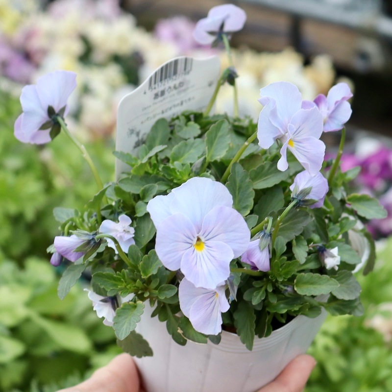 ビオラ410mm チェコ製1958年 中古 今年も入荷♪すごく綺麗☆高知・植田さんのビオラ☆試験品種〈24-2〉