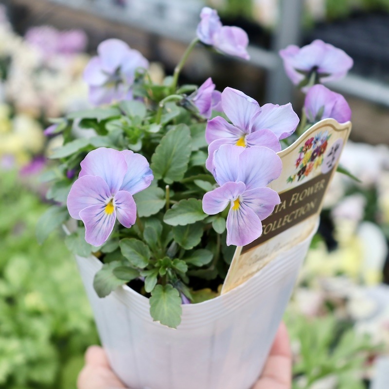 今年も入荷♪すごく綺麗☆高知・植田さんのビオラ☆試験品種〈24-2〉