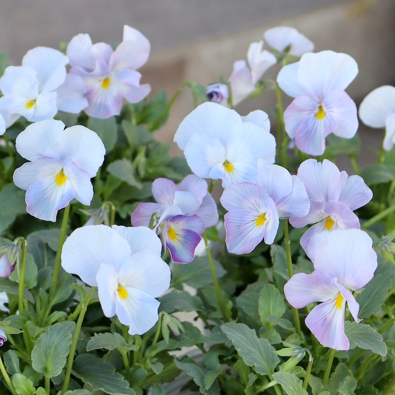 今年も入荷♪すごく綺麗☆高知・植田さんのビオラ☆試験品種〈24-2〉