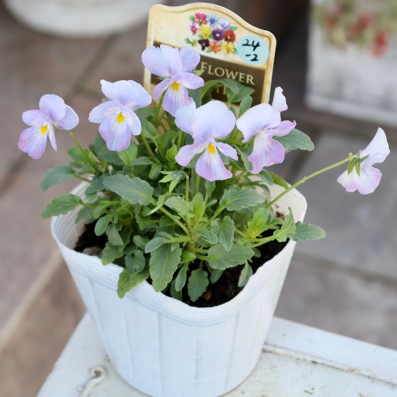 今年も入荷♪すごく綺麗☆高知・植田さんのビオラ☆試験品種〈24-2〉