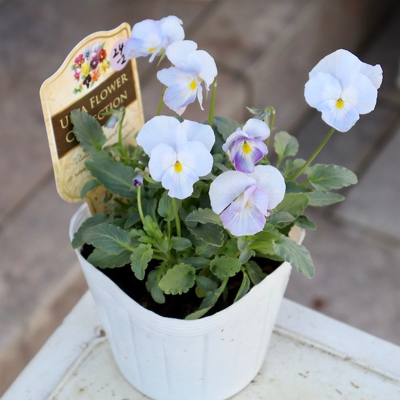 今年も入荷♪すごく綺麗☆高知・植田さんのビオラ☆試験品種〈24-2〉