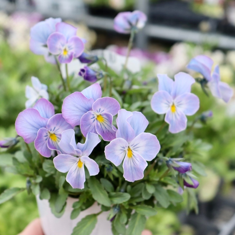 今年も入荷♪すごく綺麗☆高知・植田さんのビオラ☆試験品種〈24-2〉