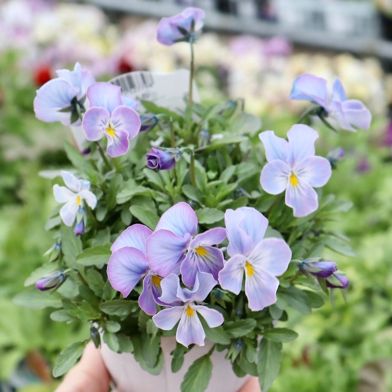 今年も入荷♪すごく綺麗☆高知・植田さんのビオラ☆試験品種〈24-2〉