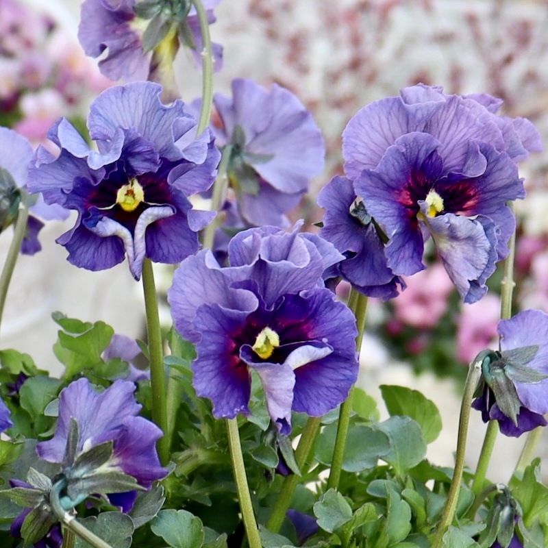 特大☆画像の現品1点限り!! 石川園芸さんのビオラ「レディ」スペシャル