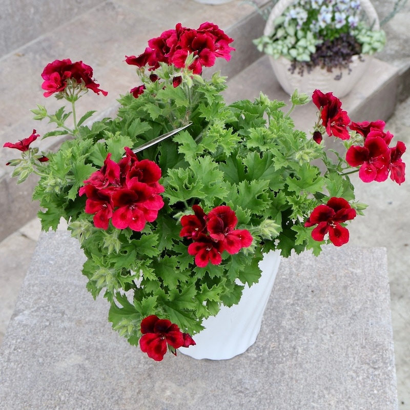 画像の現品!!【5号鉢】PAC社ペラルゴニウム・キャンディーフラワーズ