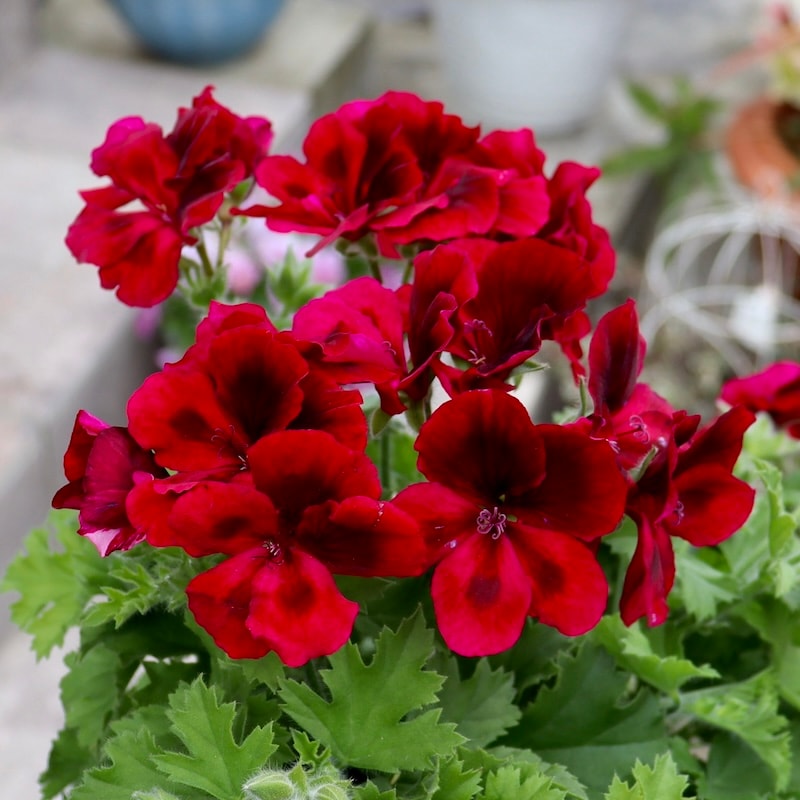 画像の現品!!【5号鉢】PAC社ペラルゴニウム・キャンディーフラワーズ