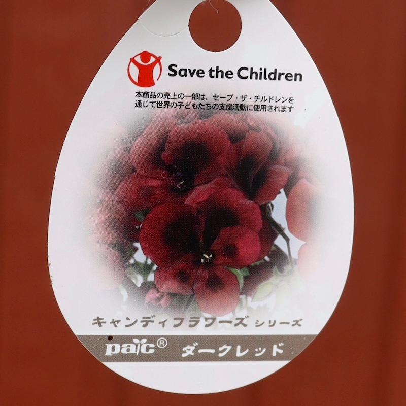 画像の現品!!【5号鉢】PAC社ペラルゴニウム・キャンディーフラワーズ