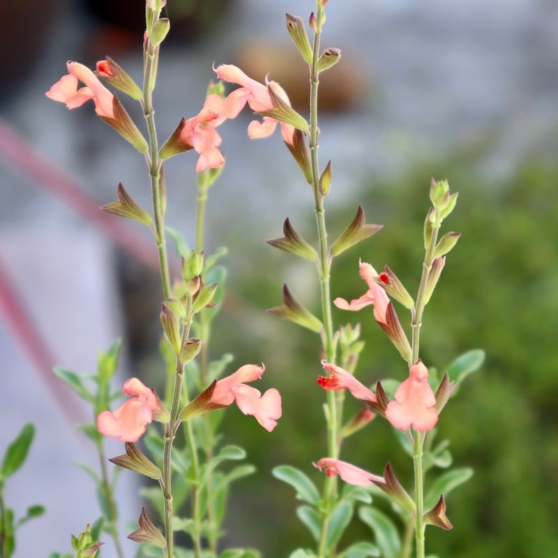 ボリューム満点開花株♪希少品種!! チェリーセージ「サンセット