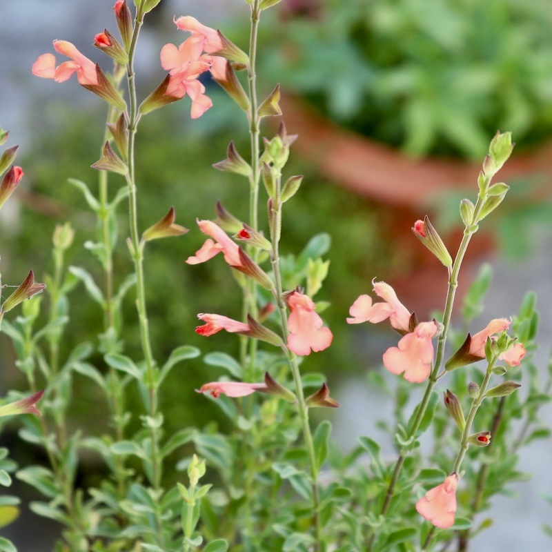 特選草履　2枚芯　東京謹製紅型染　新品未使用 山形県】アルミの草木染め 牧野広大が導き出した新境地 日本の新しい