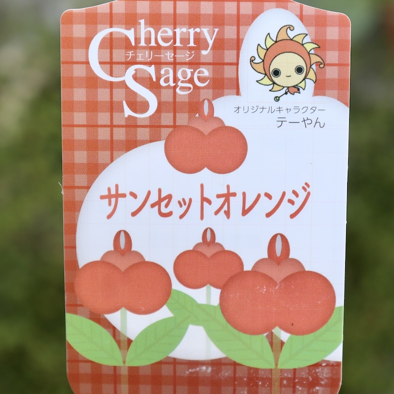 秋に植えたい多年草♪希少品種!! チェリーセージ「サンセットオレンジ