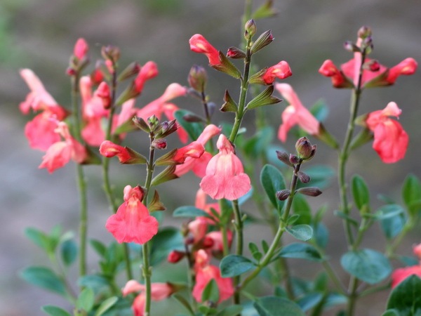 特選草履　2枚芯　東京謹製紅型染　新品未使用 1801.jpg