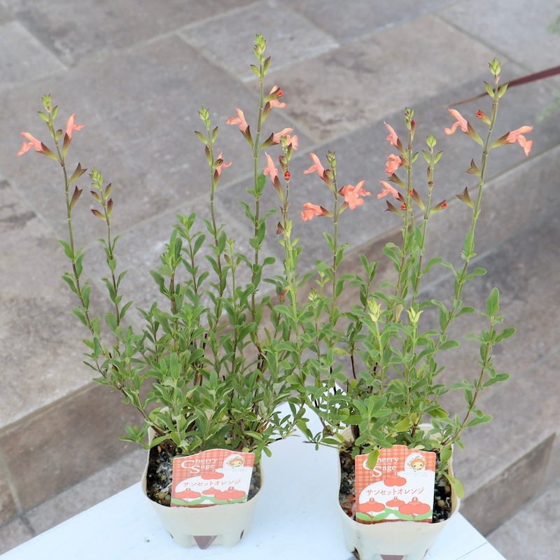 紗様ご参考　茶色い花 2_000000019945.jpg?1678209904