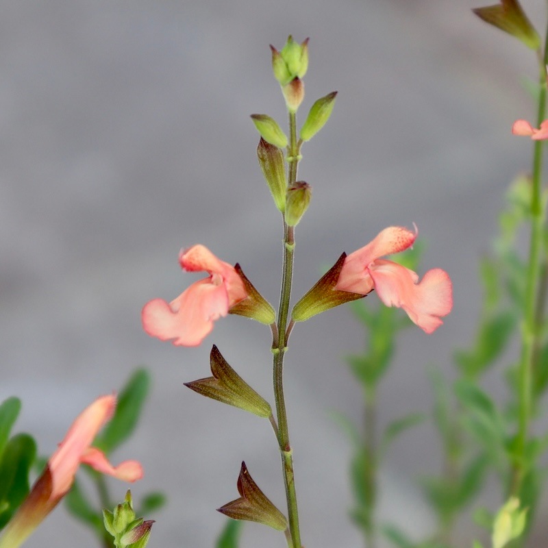 特選草履　2枚芯　東京謹製紅型染　新品未使用 50cm～1.2m – Seeding