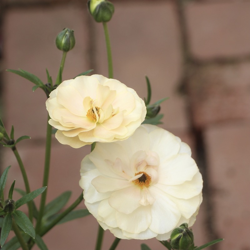 専用 ラナンキュラス♡ラックス 92bd6784a10d028827de4c478f29d2